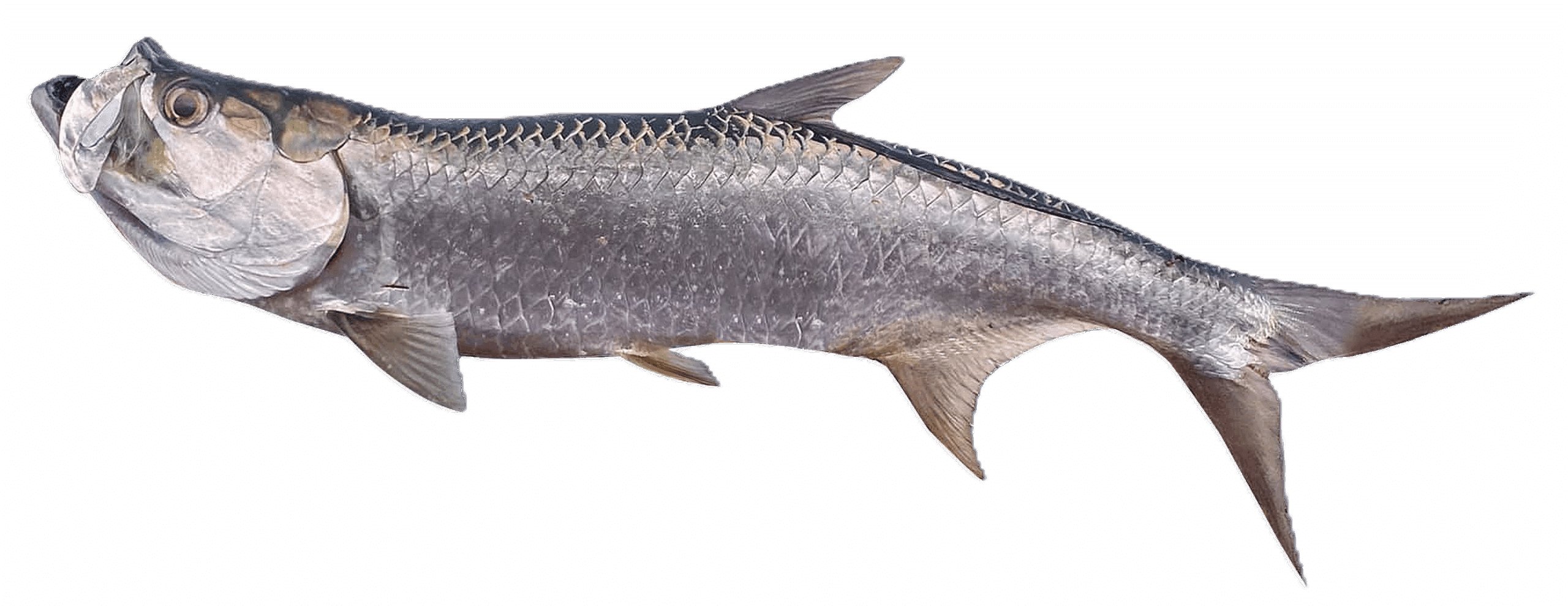 Tarpon Fishing Game Changer